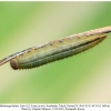 melanargia hylata talysh larva2a